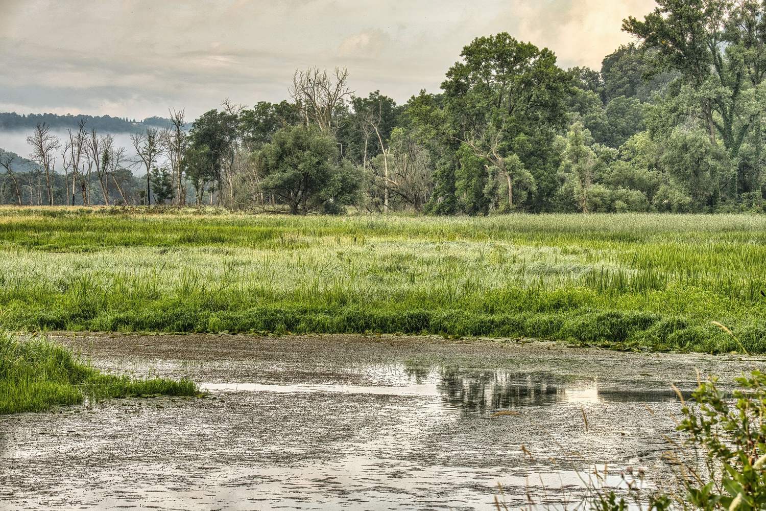 Standing water in a low, wet field with a tree line behind it