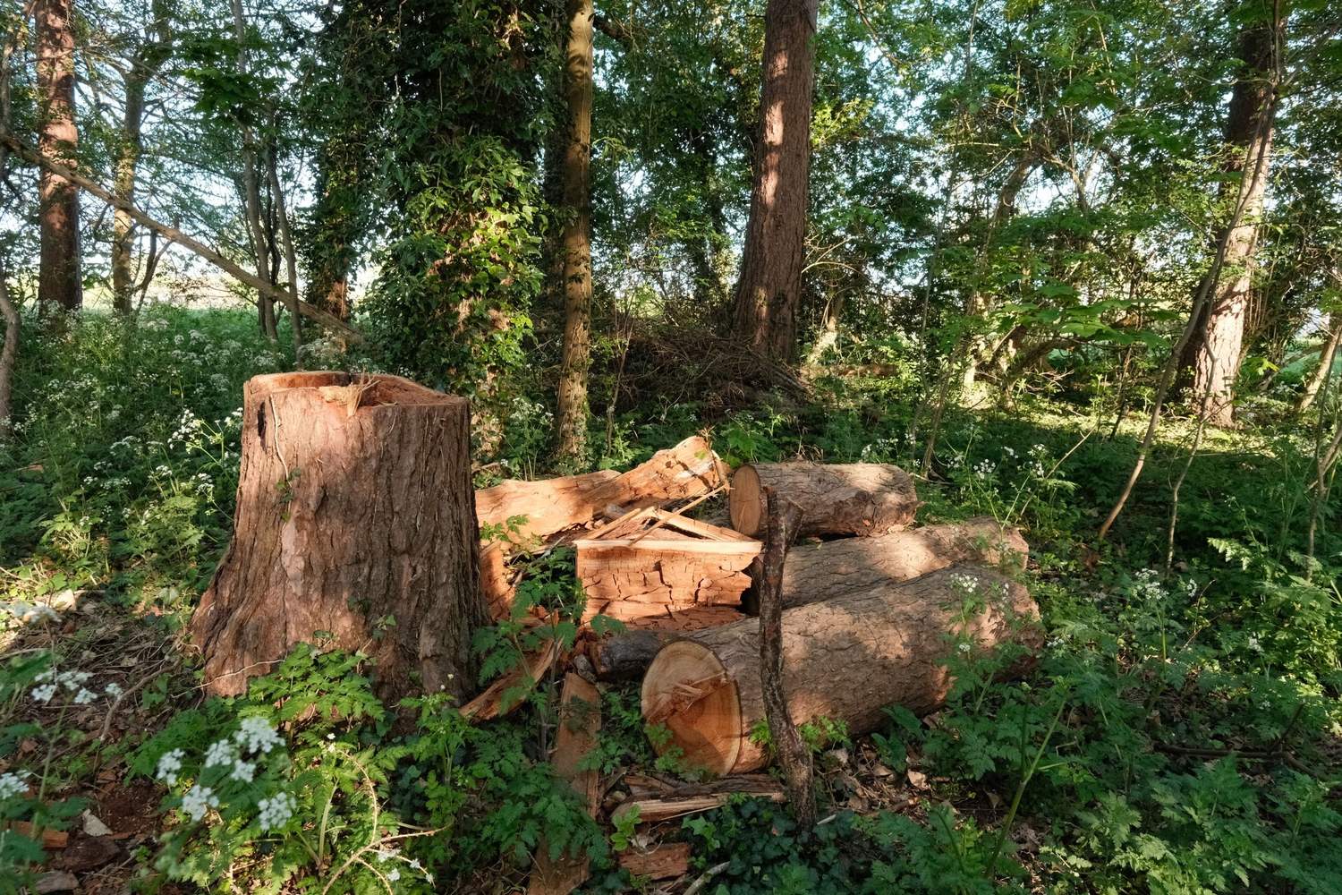 A cut stump and stacked logs among brush